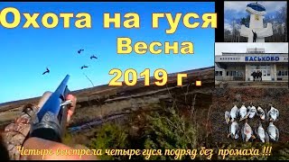 Охота на гуся весна 2019 г