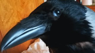 This woman adopted a special needs crow. She says he's like a dog.