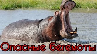 Опасные бегемоты против крокодилов, львов, оленей, зебр.