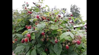 Ранний сюрприз/малиновое дерево или кустик