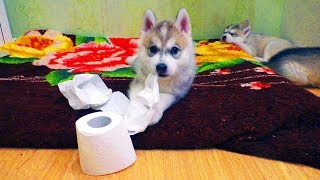 Хаски расказывает сказку про ЖИРАФА )))