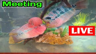 How to breed Flowerhorn Fish in Hindi |
Flowhorn Breeding step by step in Hindi