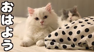 子猫の寝起きに密着！モーニングルーティンおもちくん