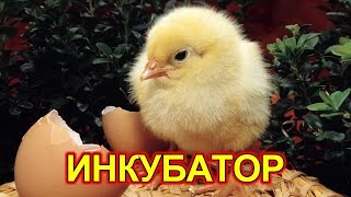 Инкубатор с переворотным механизмом своими руками