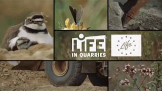 LIFE IN QUARRIES - Action #4 - les pelouses pionnières