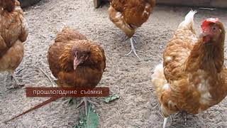 ВАЖНО! ЛЕЧЕНИЕ КУР НЕСУШЕК. 5 заболеваний и способы лечения. Падают на ноги. Понос. Хрипят. Зоб.