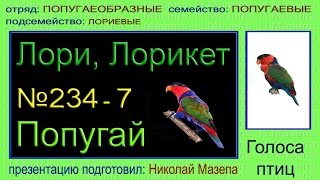 Лори. Лорикет. Попугай. Голоса птиц