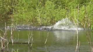 Fishing Thailand OWEN-Z ชะโดยักษ์