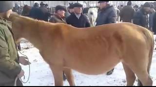 Мал БАЗАР?? 05.01.18?/РЫНОК СКОТА /КЫРГЫЗСТАН/ГУЛЧО/05.01.18