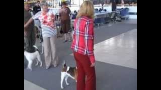 International dog show / Mezinárodní výstava psů Brno /CZ/ 23-06-2012 Fox Terrier wire + smooth