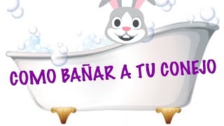 ¿CÓMO BAÑAR A MI CONEJO?