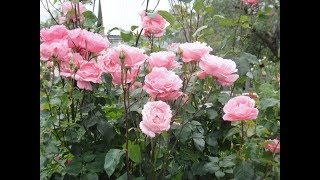 Потрясающей Красоты РОЗА"Queen Elizabeth"(Квин Елизабет)//в гостях у Татьяны.23.08.2019г.