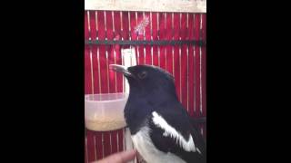 jual burung kacer jinak