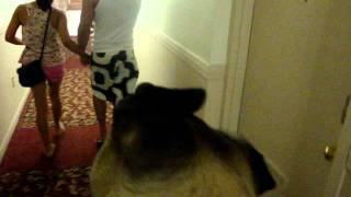 My Pug "Guido" crying