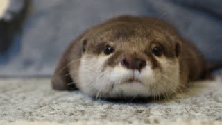 カワウソさくら 獺の呼吸 壱の型「ゔぁっぱっぱっ」 otter that makes its owner make a funny cry