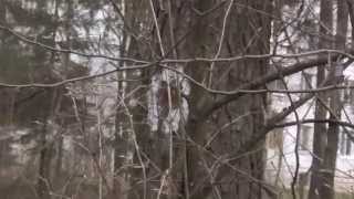 1.05.2013 Жители Менделеево, не позволим убить наш лес!