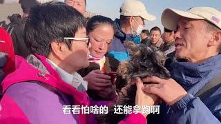 狗市里碰到2个人为了买一只约克夏，差点打起来了