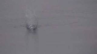 ZIPBAITS - ZBL POPPER - VIDEO 1