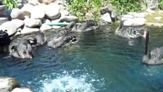 Toshkent davlat yuridik instituti bog'ida qora qushlar. 2010-yil, iyun.