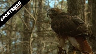 Falconry: Apprentices Part 1