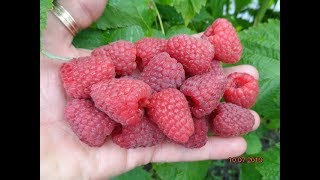 Малина Каскад Делайт ( летнего плодоношения)