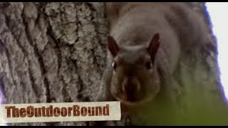 Squirrel vs 22 Rifle