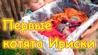 Наша кошка Ириска родила котят! Операция по спасению. (08.17г.) Семья Бровченко.