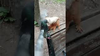 Голубь против белки \ Pigeon vs squirrel