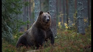 ?ШОК ! ПОБЫВАЛ В ЛАПАХ МЕДВЕДЯ И ЧУДОМ ВЫЖИЛ!СЛУЧАЙ В ТАЙГЕ!