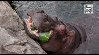 Easter Celebration 2022 - Cincinnati Zoo