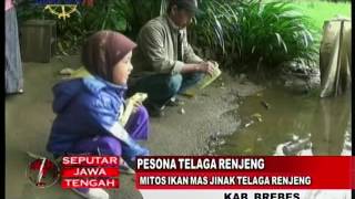 Pesona Telaga Renjeng - Mitos Ikan Mas Jinak Telaga Renjeng