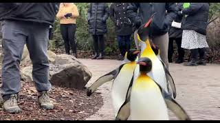1st Penguin Parade of 2023 - Cincinnati Zoo