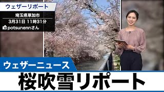 全国から届いた桜吹雪リポート（3/31）