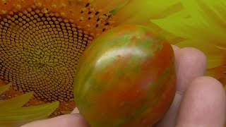 Обзор огорода. Поспели Томатные Гномы и другие вкусные новинки!