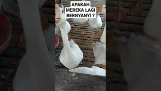 ANGSA JABLAY MEMINTA MAKAN. ATAU MUNGKIN MEREKA BERNYANYI . #Shorts