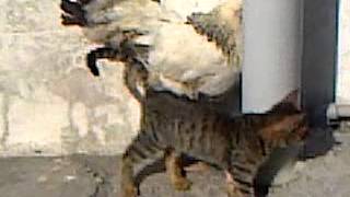 Pishiyin toyuqa sevgisi Azerbaycan Astara