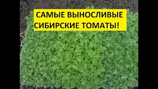МОИ ЛЮБИМЫЕ "ТОЛСТОНОГИЕ" ТОМАТЫ! 