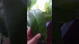 Bargning tashqi tuzilishi Баргнинг ташки тузилиши