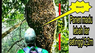 PANEN MADU LEBAH LIAR HUTAN RAKSASA | WILD HONEY HARVEST