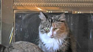 Lucy The Talking Cat Vs Annoying Squirrel