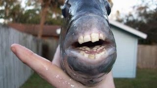 Топ самых жутких ртов у животных,у рыбы рот как у человека!