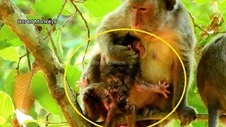 Pity newborn baby monkey Julina feel unsafe mom Jade give wrong|Amber happy see Julina first time