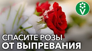 Теплая зима - КАТАСТРОФА ДЛЯ РОЗ под укрытием! Спасите розы этим простым способом