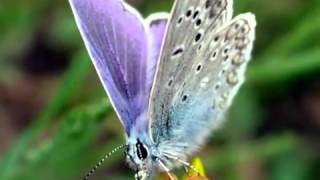 Gato Barbieri - Butterfly