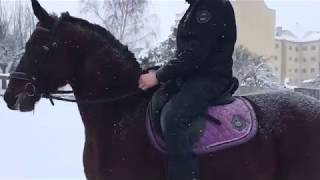 Открытая тренировка. Рысь. Вольт. Смена направления.