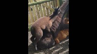 Alpaca Mating Black Male Stud - Hensting Alpacas 07876234399