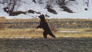 Медведь-охотник