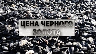 Обвал цен на подсолнух. Урожай Анастасии. Итог 2018г. #СельхозТехникаТВ
