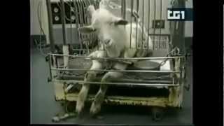Il video-contributo contro la VIVISEZIONE di Feder F.I.D.A. Onlus