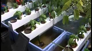 Tecnicas de cultivo de interior de cannabis Parte 1